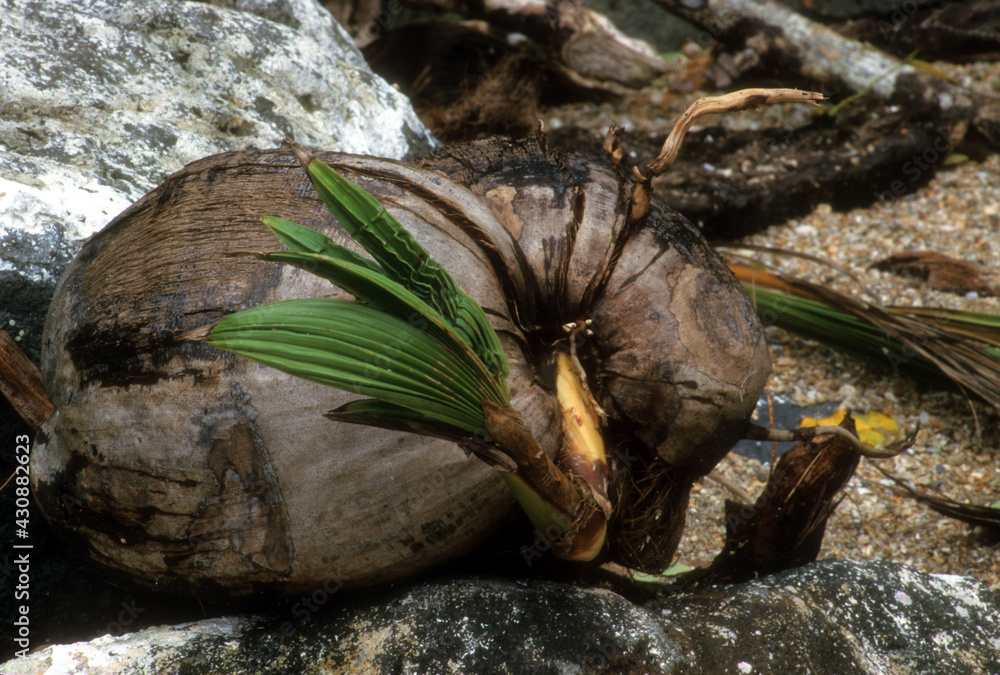 Coconut Tree Sprouting on a Tropical Island in the South Pacific Coconut Tree Sprouting on a Tropical Island in the South Pacific