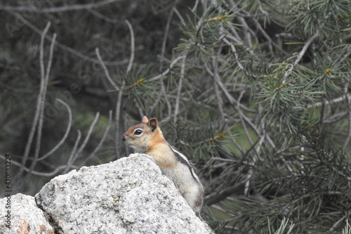 A golden-mantled ground squirrel perched on a granite boulder, in the Eastern Sierra Nevada Mountains, Mono County, California. © Scenic Corner