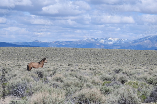 Wall Mural Wild horse roaming the sagebrush meadows of the Sierra Nevada Mountains, Mono County, California