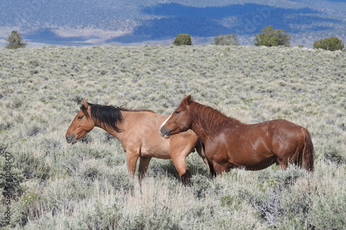 Wild horses roaming the sagebrush meadows of the Sierra Nevada Mountains, Mono County, California.	 photo