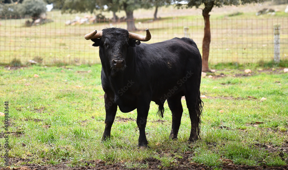 spanish black bull with big horns of spain spanish black bull with big horns of spain