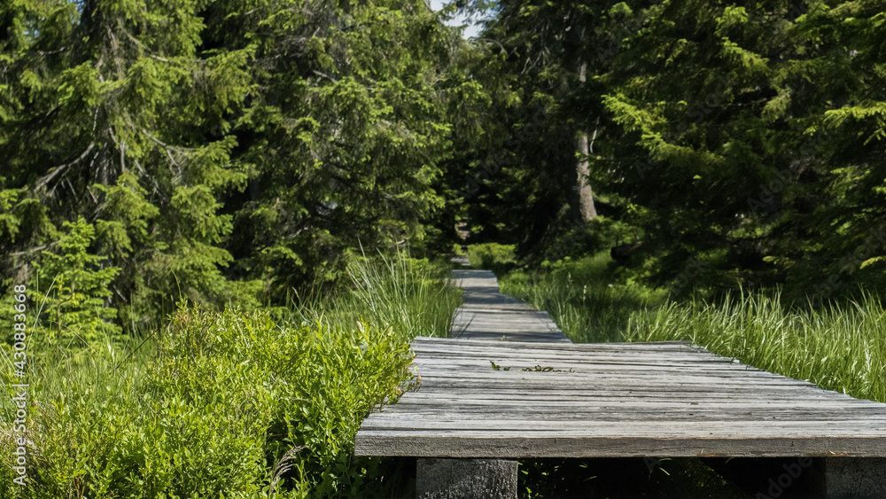 Fototapeta premium Wooden path in park