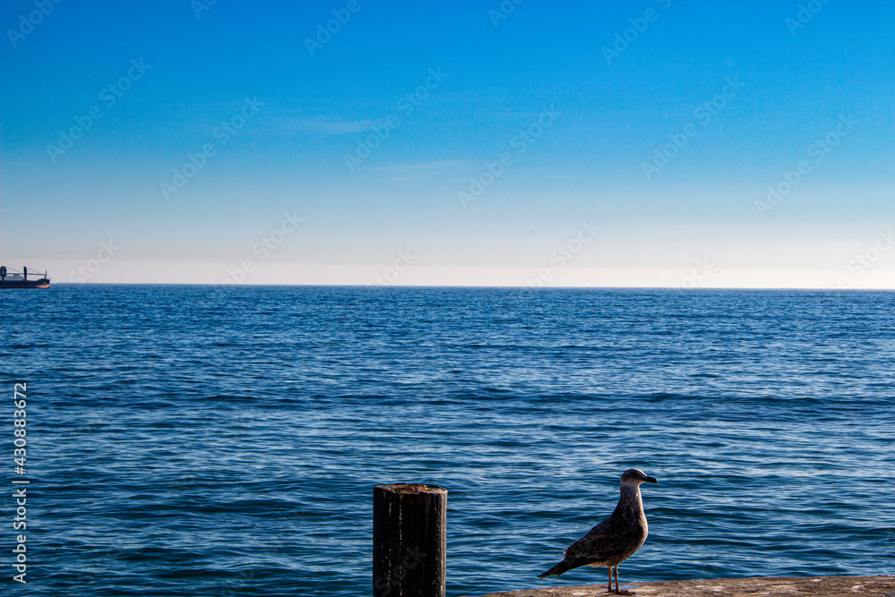 Fototapeta premium sunset over the sea