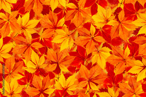 Fall colorful autumn leaves background.