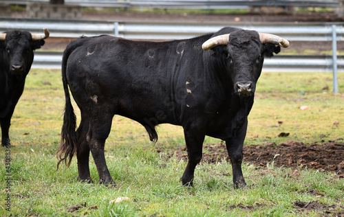 spanish black bull with big horns of spain