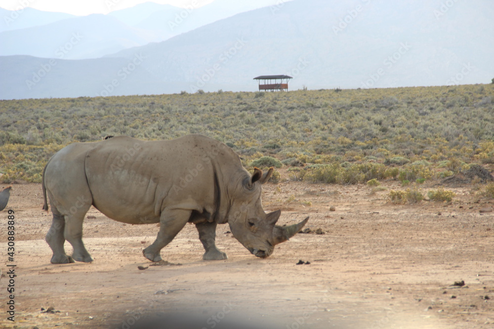 Fototapeta premium South Africa