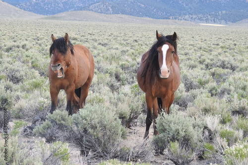 Wild horses roaming the sagebrush meadows of the Sierra Nevada Mountains, Mono County, California.	