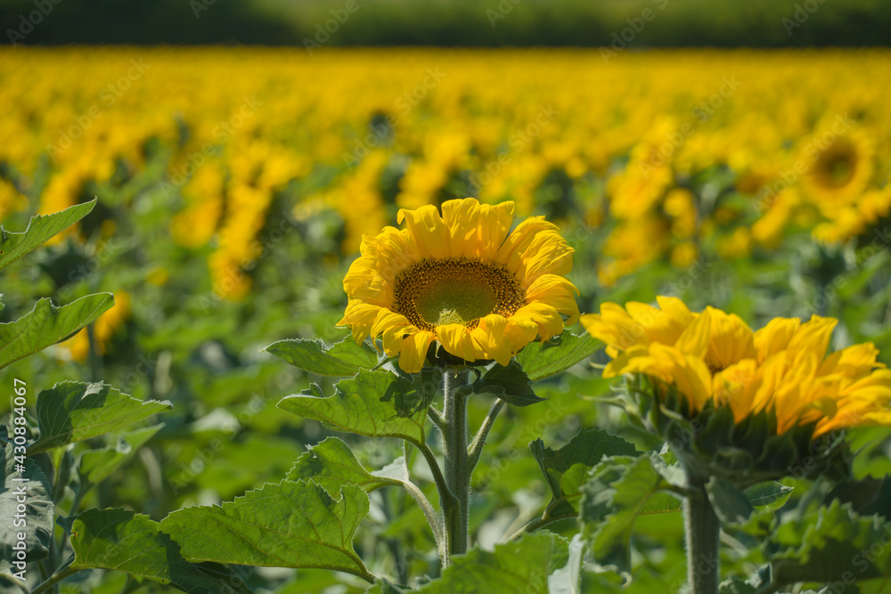 Fototapeta premium Fields of La Rioja with sunflowers on a sunny day in Spain