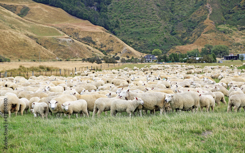 Sheep herd - New Zealand