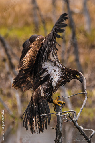 young eagle landing
