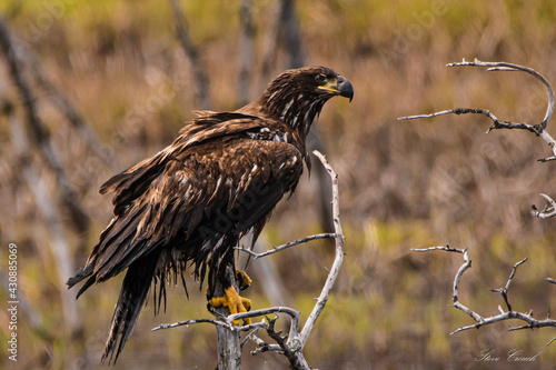 juvenile bald eagle
