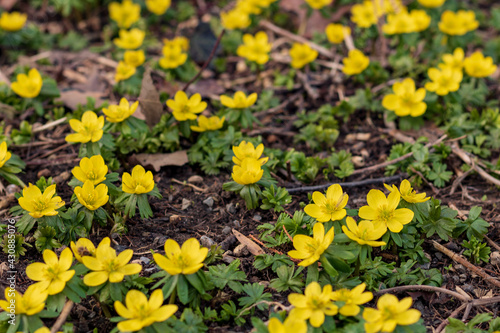 Bilde på lerret Field of yellow winter aconite flowers (Eranthis hyemalis) in spring in Germany,