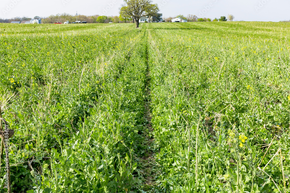 A field of cover crops for erosion control with planting strips from a no-till corn planter.