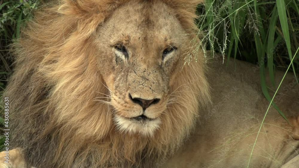 Close-up of a male lion waking up from a rest in the bush. Close-up of a male lion waking up from a rest in the bush.