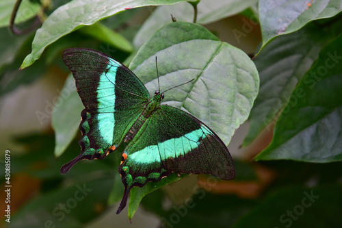 Banded Peacock butterfly, Papilio palinurus