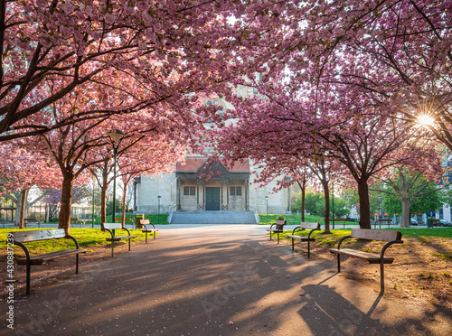 Photography pink cherry blossom in spring