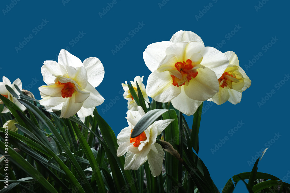 Naklejka premium daffodils in the wind