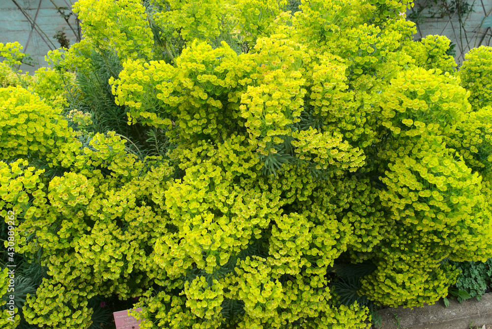 Euphorbia flower grove (Euphorbia sp.) Euphorbiaceae