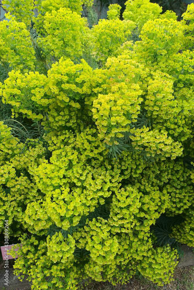 Euphorbia flower grove (Euphorbia sp.) Euphorbiaceae