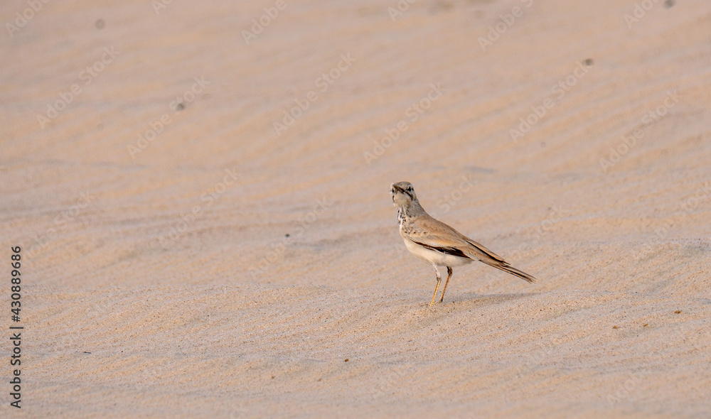 Greater Hoopoe-lark, Alaemon alaudipes bird found in desert of Qatar. Greater Hoopoe-lark, Alaemon alaudipes bird found in desert of Qatar.