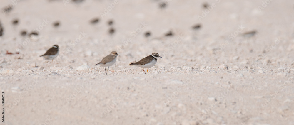 sandpiper bird, in the shore of qatar. selective focus sandpiper bird, in the shore of qatar. selective focus