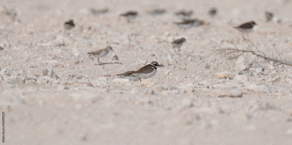sandpiper bird, in the shore of qatar. selective focus sandpiper bird, in the shore of qatar. selective focus