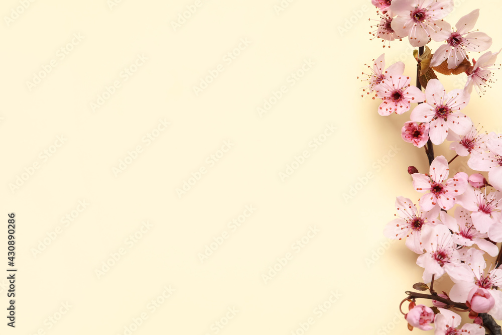 Blossoming spring tree branch as border on beige background, flat lay. Space for text