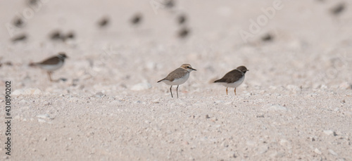 sandpiper bird  in the shore of qatar. selective focus