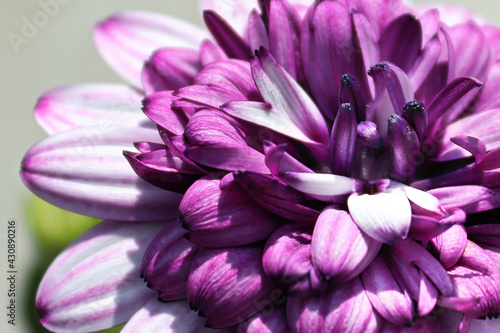 Macro of a purple African Daisy flower in bloom