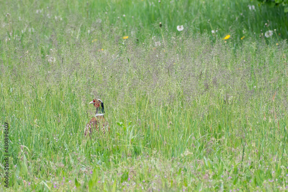 Pheasant hidden in the grass with a watchful eye, near the river Po, Cremona. Pheasant hidden in the grass with a watchful eye, near the river Po, Cremona.