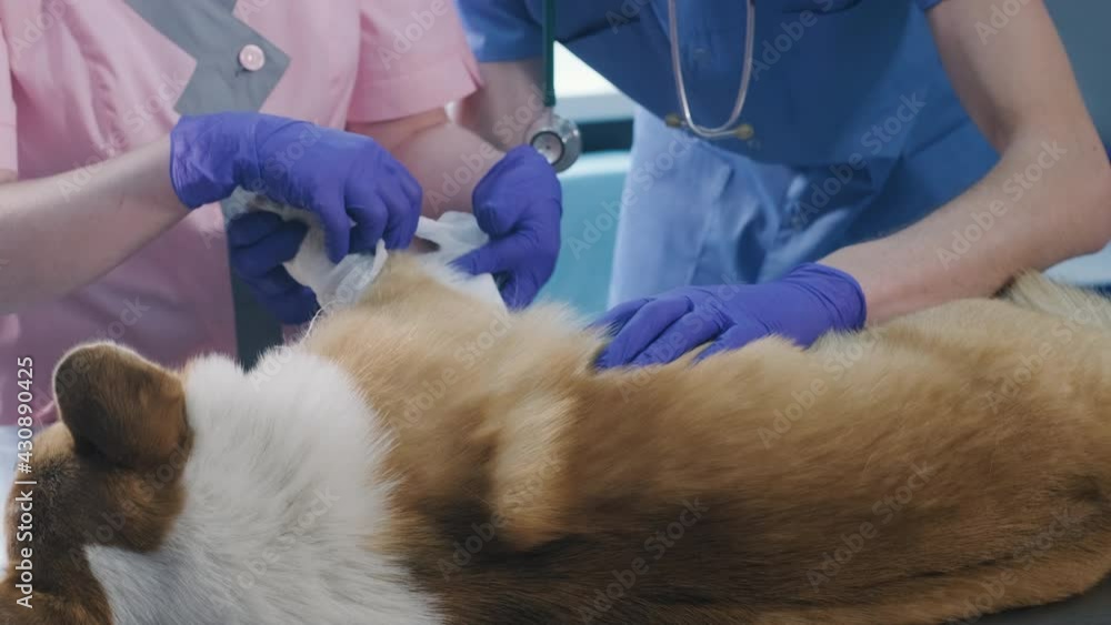 Veterinarian team bandages the paw of a sick Corgi dog Veterinarian team bandages the paw of a sick Corgi dog