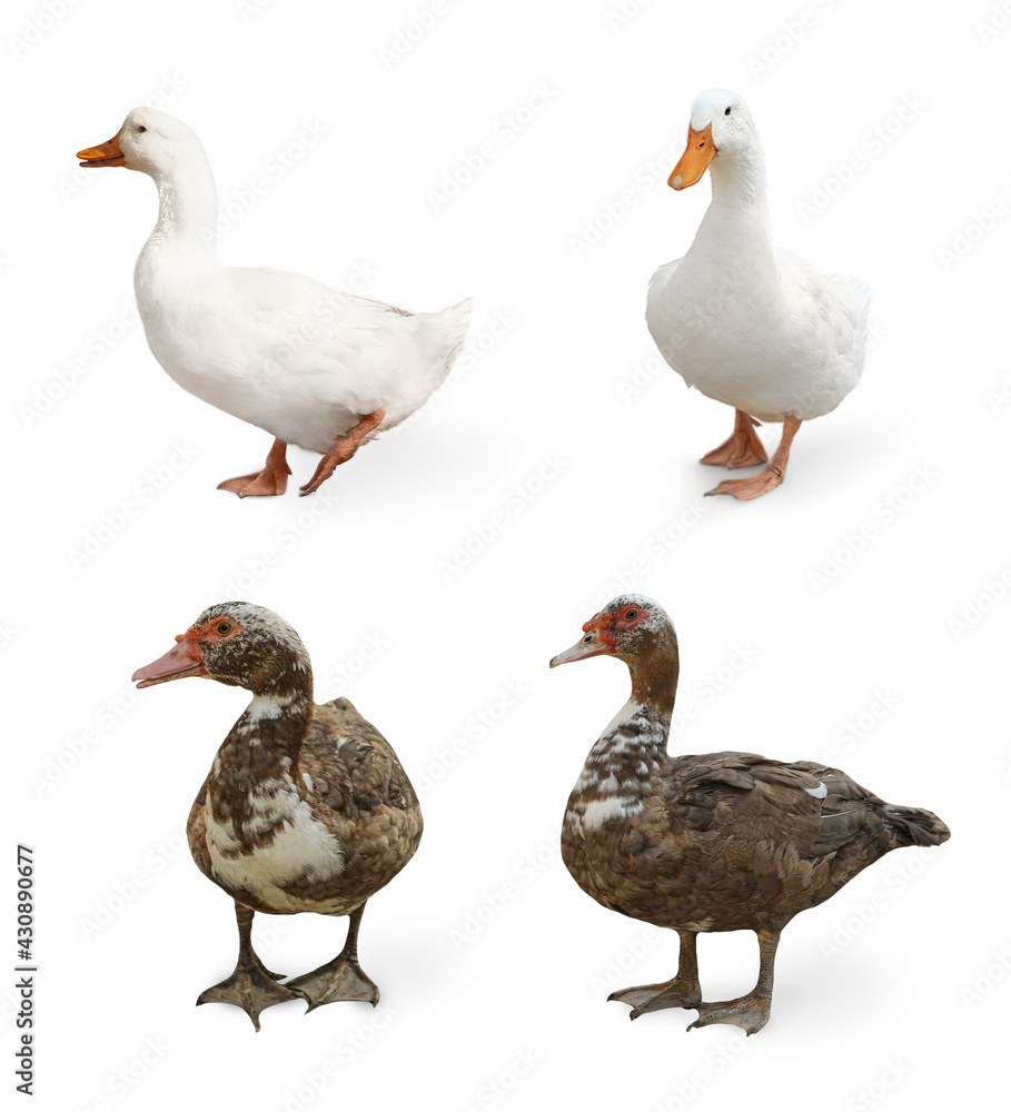 Different ducks on white background, collage. Farm animal Different ducks on white background, collage. Farm animal