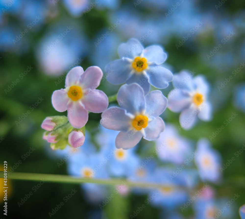 Obraz premium Forget me nots