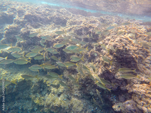 Mediterranean underwater with salema fish school in Alicante coast Spain