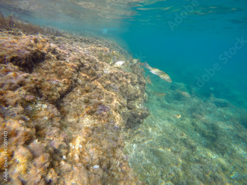 Mediterranean underwater with salema fish school in Alicante coast Spain © ANADEL