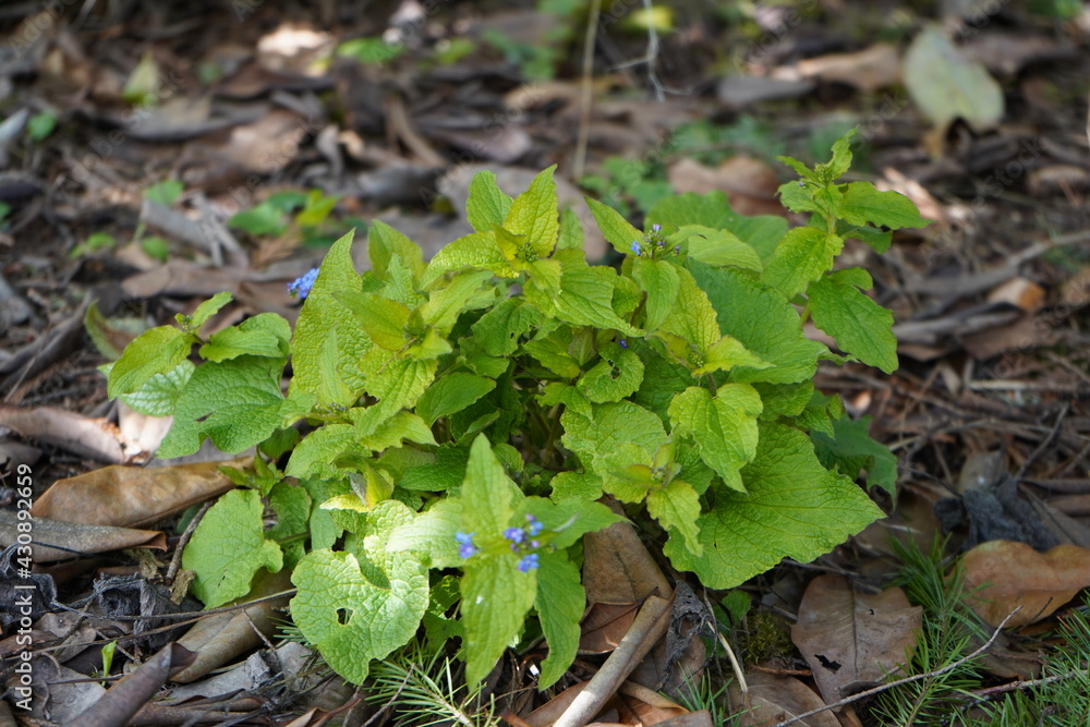 Obraz premium 青い花 日陰の植物 ブルンネラ brunnera わすれな草 園芸 ガーデニング 春