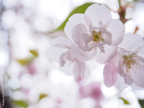 お寺境内に咲くの桜