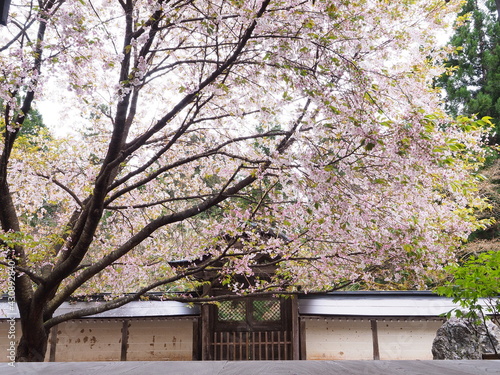 お寺境内に咲くの桜
