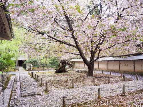お寺境内に咲くの桜
