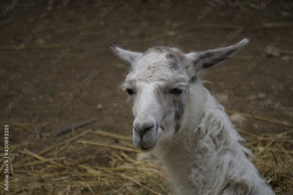 llama in a natural park and animal reserve, located in the Sierra de Aitana, Alicante, Spain
