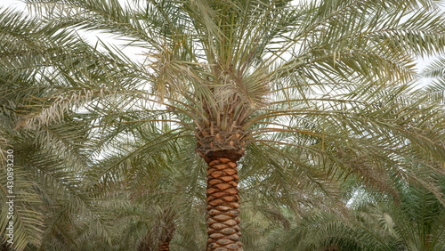 Background image of date plantation in the middle east.