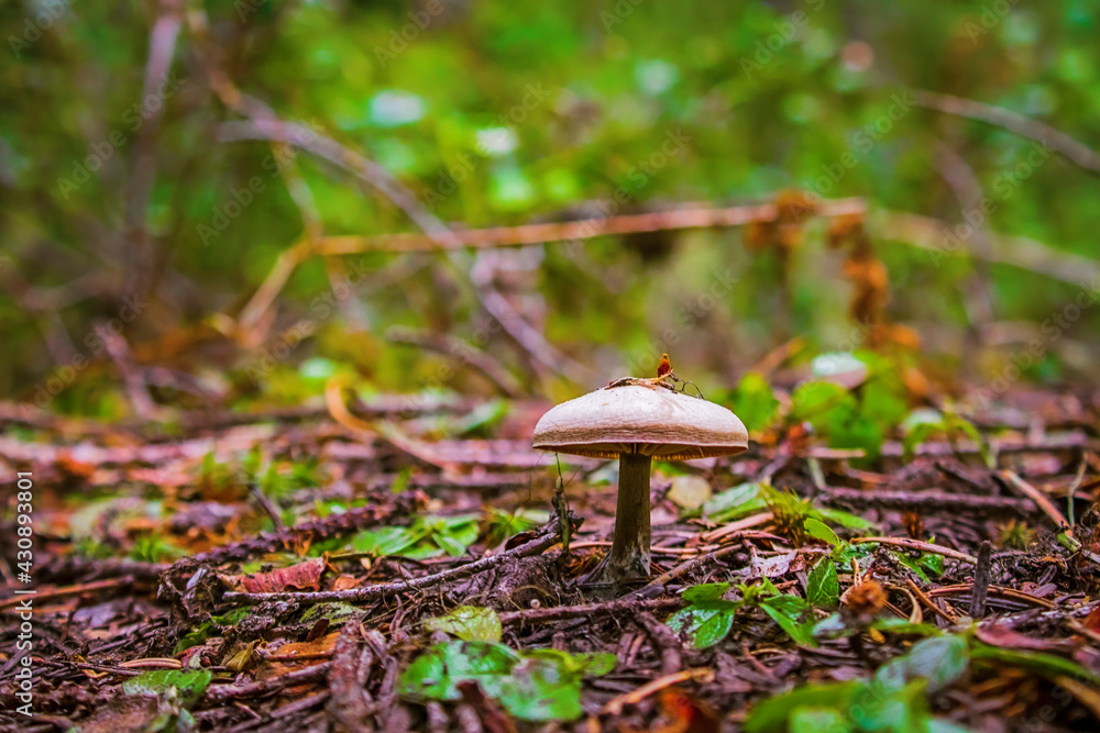 A wild mushroom growing on the forest floor A wild mushroom growing on the forest floor