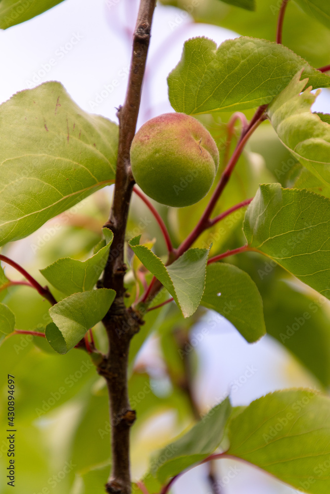 Fruto de Prunus armeniaca pertenece a la familia Rosaceae