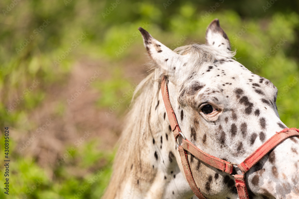 White horse with spots. The horse looks at you carefully with its right eye. Horse head close-up.