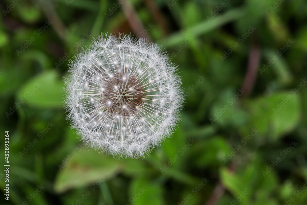 Fuzzy dandelion with green grass in background Fuzzy dandelion with green grass in background