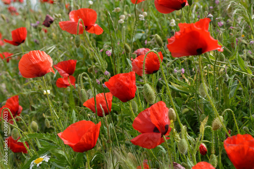 campo de trigo con amapolas