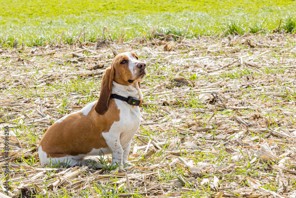 A basset hound siting in a farm field looking up.
