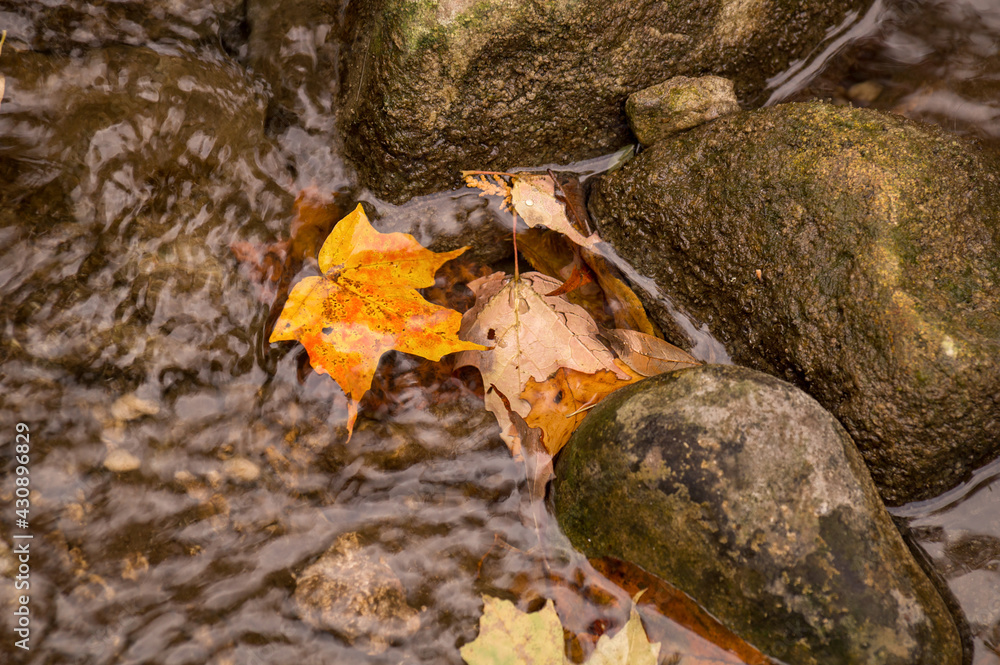Yellow autumn fallen maple leaf in the flickering river water between the stones Yellow autumn fallen maple leaf in the flickering river water between the stones