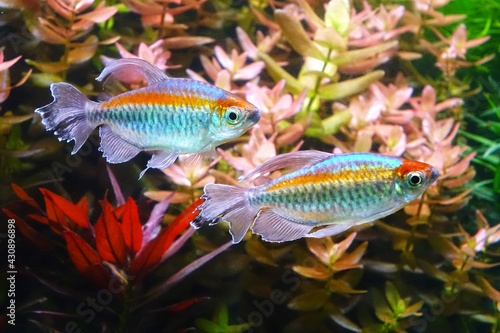 Congo tetra fish  Phenacogrammus interruptus  is a species of fish in the African tetra family  found in the central Congo River Basin in Africa. Famous aquarium fish