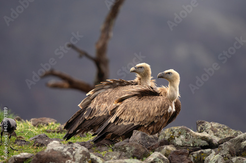 Griffon vultures in the Rhodope mountains  Bulgaria. Carnivore during winter. European nature. Flock of vultures near the carcass. 